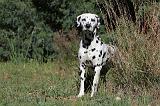 DALMATIEN 028